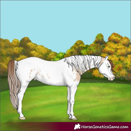 Horse Color:Amber Champagne Dun Splash Tobiano Appaloosa