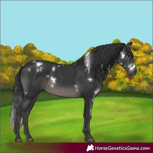 Horse Color:White Spotted Black 
