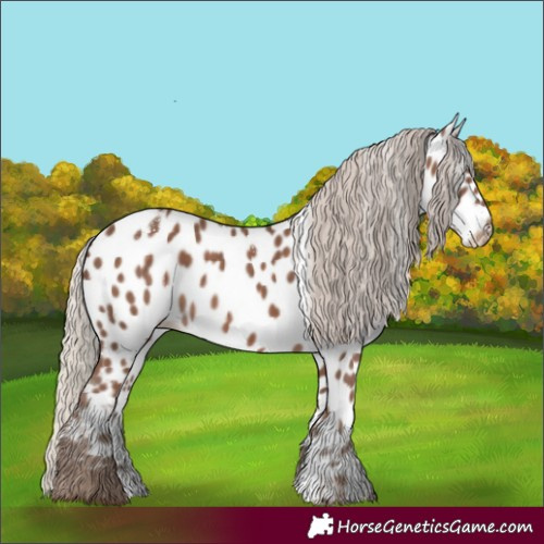 Horse Color:Powder White Silver Black Appaloosa 