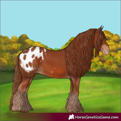 Horse Color:Chestnut Appaloosa