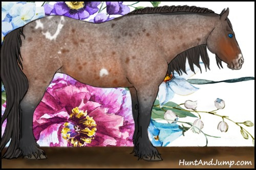 Horse Color:Bay Roan Frame Appaloosa 