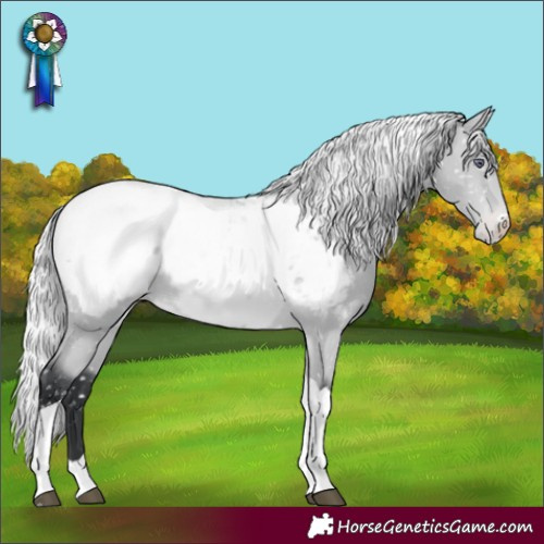 Horse Color:Silver Bay Chinchilla Tobiano Near Fewspot