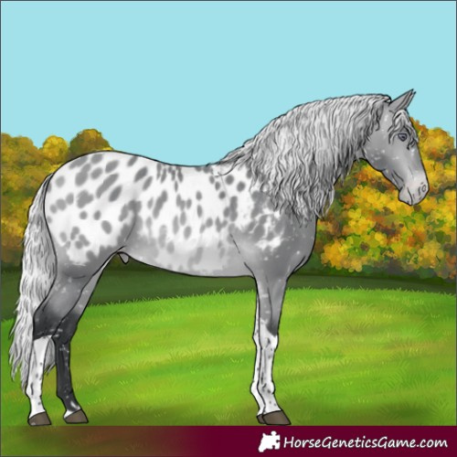 Horse Color:Silver Bay Chinchilla Tobiano Near Leopard