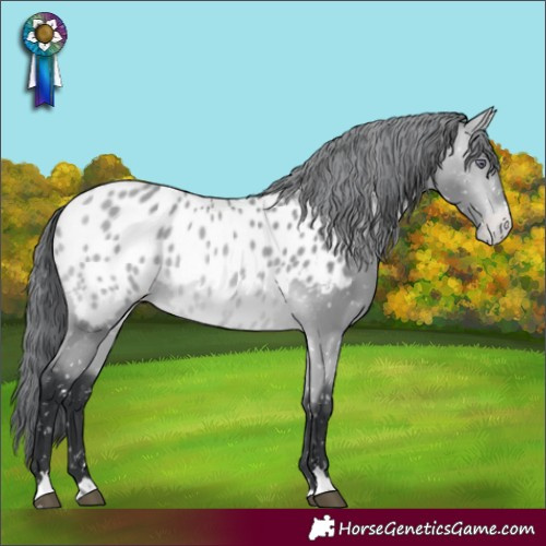 Horse Color:Bay Chinchilla Near Leopard