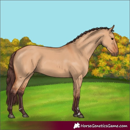 Horse Color:Chocolate Bay Dun