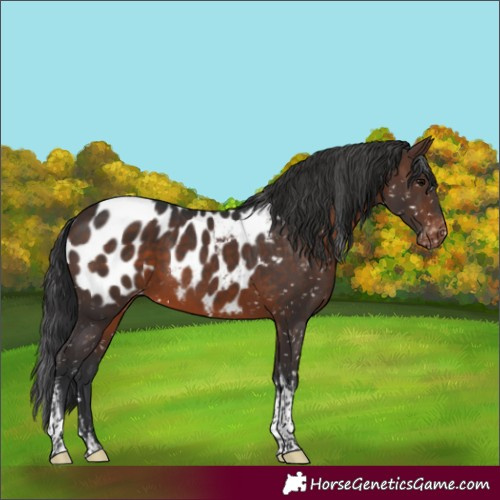 Horse Color:Brown Tobiano Blanket