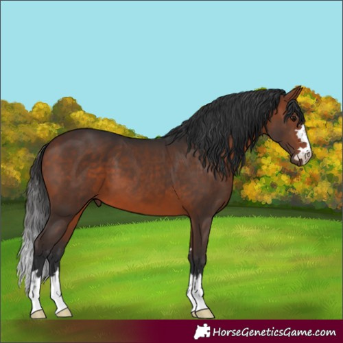 Horse Color:Bay 