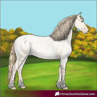 Horse Color:Buckskin Roan Pearl and Buckskin Roan Pearl