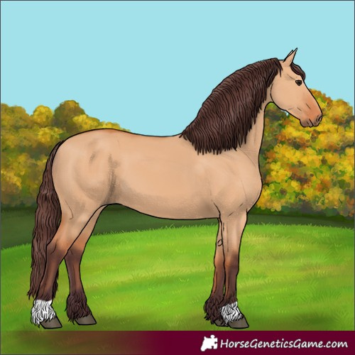 Horse Color:Chocolate Bay Dun 