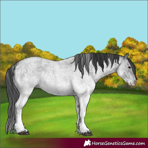 Horse Color:White Spotted Blue Roan Rabicano and White Spotted Blue Roan Rabicano
