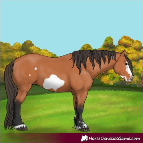 Horse Color:Bay Frame