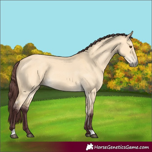 Horse Color:Chocolate Buckskin Dun