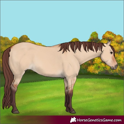 Horse Color:Chocolate Bay Dun