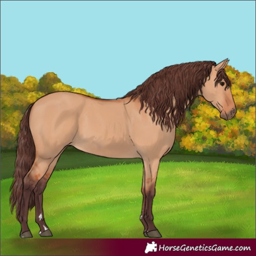 Horse Color:Chocolate Bay Dun 