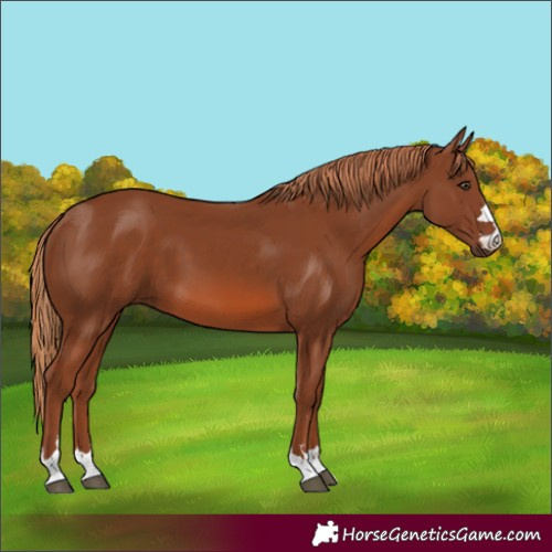 Horse Color:Chestnut 