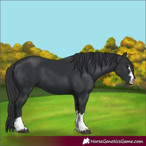Horse Color:Black 