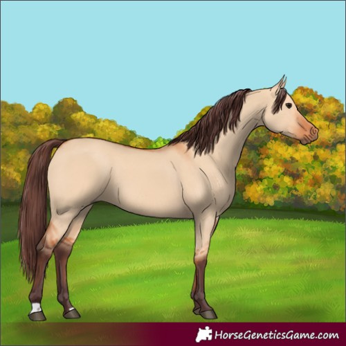 Horse Color:Chocolate Bay Dun 