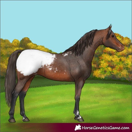 Horse Color:Bay Appaloosa