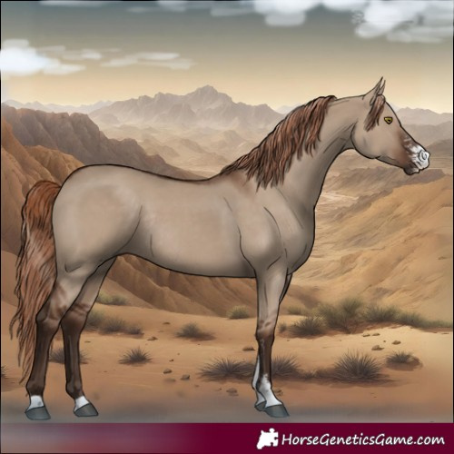 Horse Color:Liver Red Dun Sabino Rabicano