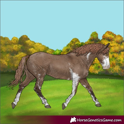 Horse Color:Liver Red Dun Sabino Rabicano
