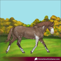 Horse Color:Liver Red Dun Sabino Rabicano