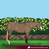Horse Color:Liver Red Dun Sabino Rabicano 