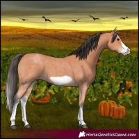 Horse Color:White Spotted Bay Sabino Frame