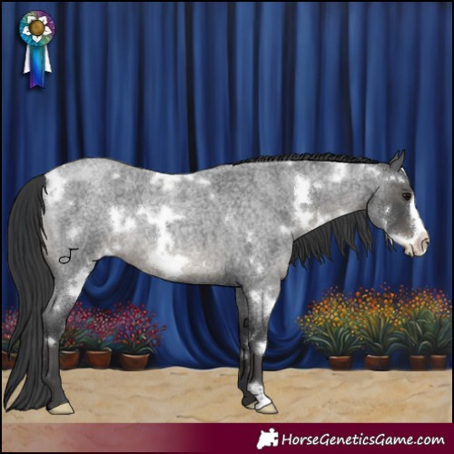Horse Color:White Spotted Blue Roan Frame
