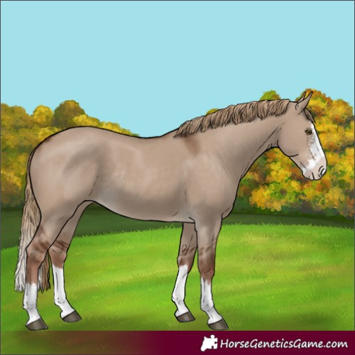 Horse Color:Liver Red Dun Sabino Splash Rabicano