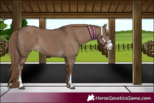 Horse Color:Liver Red Dun Sabino Rabicano