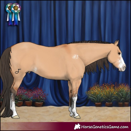 Horse Color:Bay Dun Sabino 