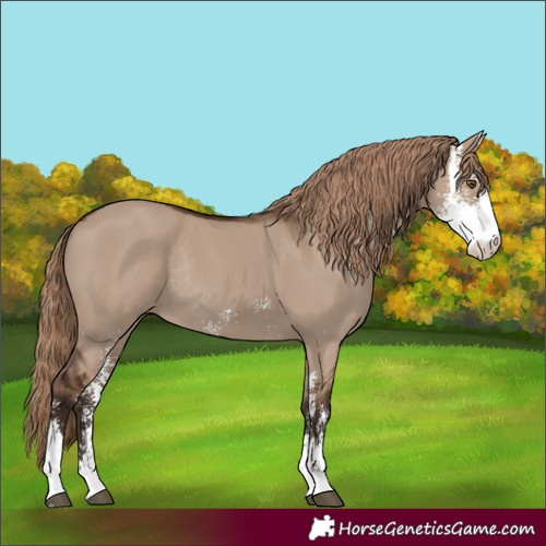 Horse Color:Liver Red Dun Sabino Rabicano 