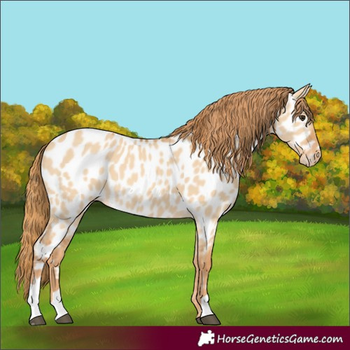 Horse Color:Red Dun Appaloosa 