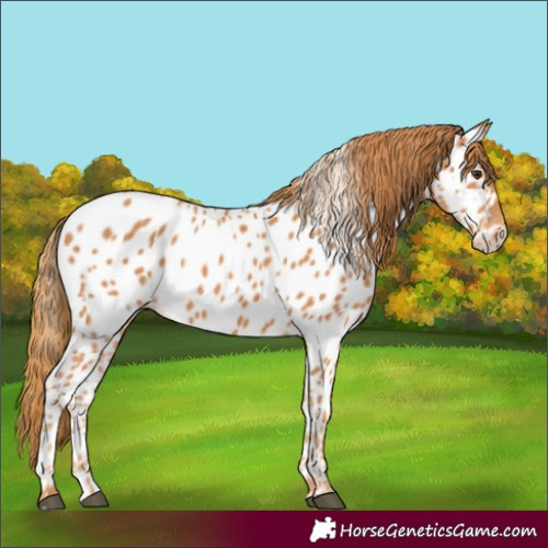 Horse Color:Chestnut Appaloosa
