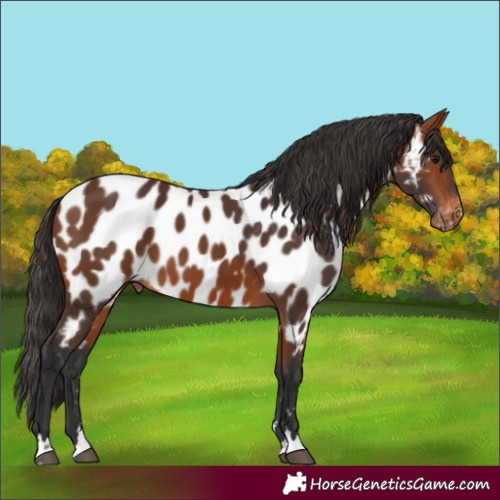 Horse Color:Bay Appaloosa