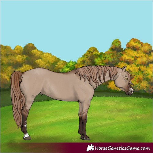 Horse Color:Liver Red Dun Sabino Rabicano