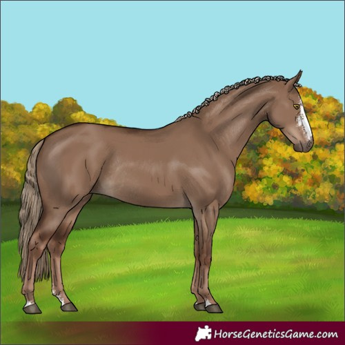Horse Color:Liver Red Dun Sabino Rabicano