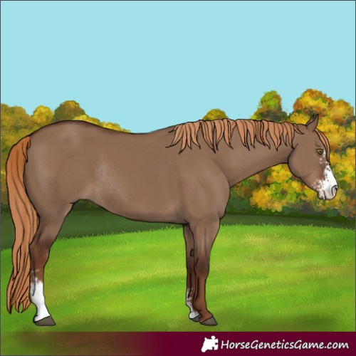 Horse Color:Liver Red Dun Sabino Rabicano 