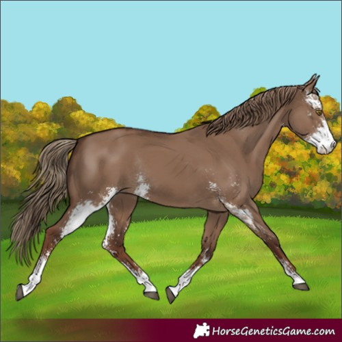 Horse Color:Liver Red Dun Sabino Rabicano