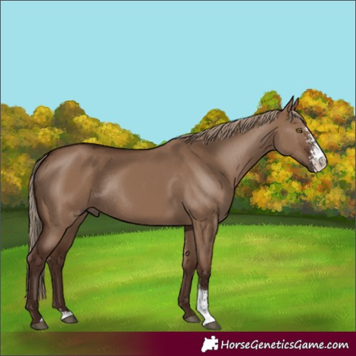 Horse Color:Liver Red Dun Sabino Rabicano