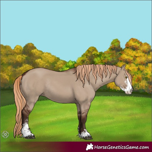 Horse Color:Liver Red Dun Sabino Rabicano