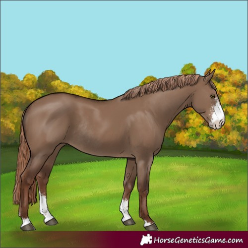 Horse Color:Liver Red Dun Sabino Rabicano