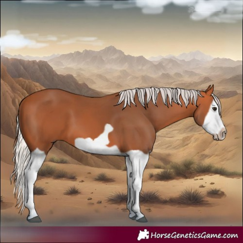 Horse Color:Silver Bay Splash Frame 