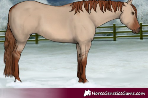 Horse Color:Red Dun