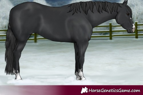Horse Color:Black 