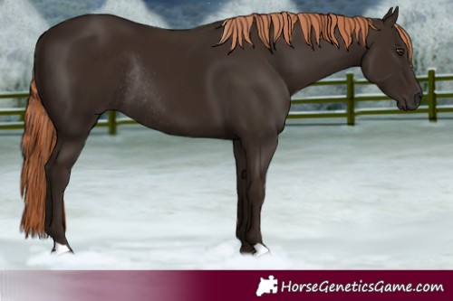 Horse Color:Liver Chestnut Rabicano