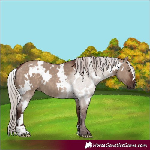 Horse Color:White Spotted Chocolate Silver Brown Dun