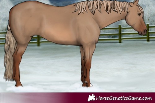 Horse Color:Unknown 