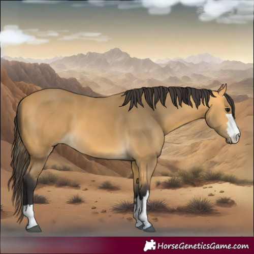 Horse Color:Buckskin 
