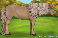 Horse Color:Palomino